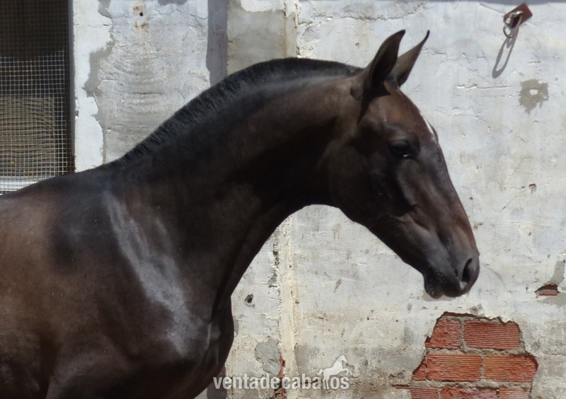 Caballos, yeguas y potros in 