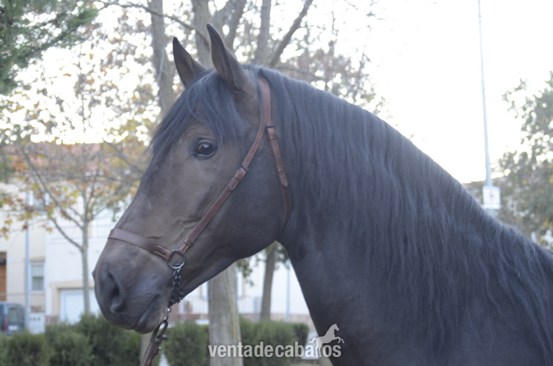 Caballos Pura Raza Española (P.R.E.) Pura Raza Española - Caballos, yeguas y potros