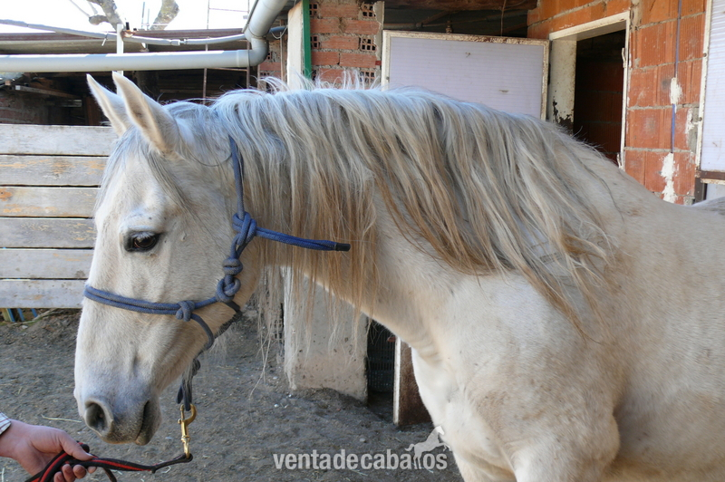 Caballos, yeguas y potros - Caballos Pura Raza Española (P.R.E.) Pura Raza Española
