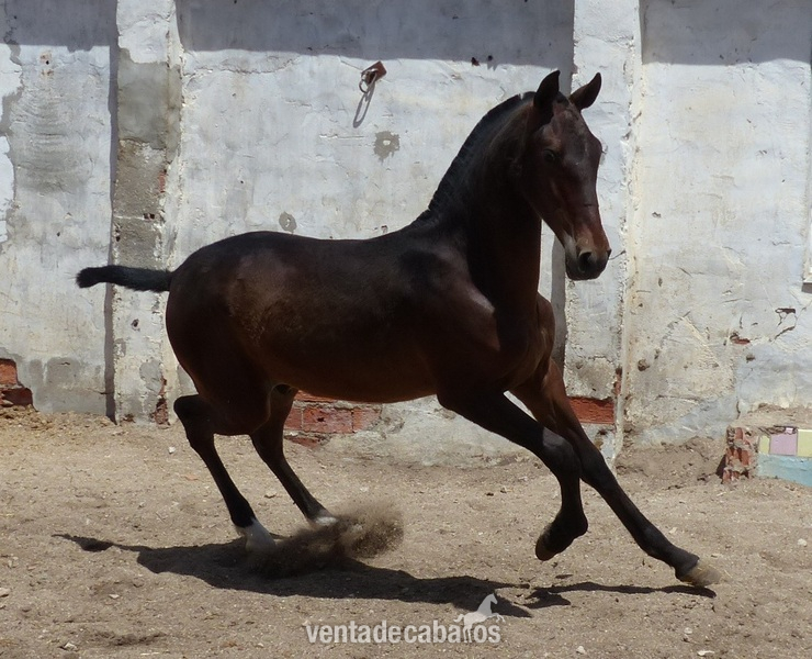 Caballos, yeguas y potros - Caballos Pura Raza Española (P.R.E.)