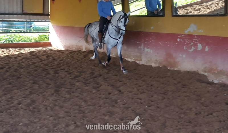 Hispano-Arabe