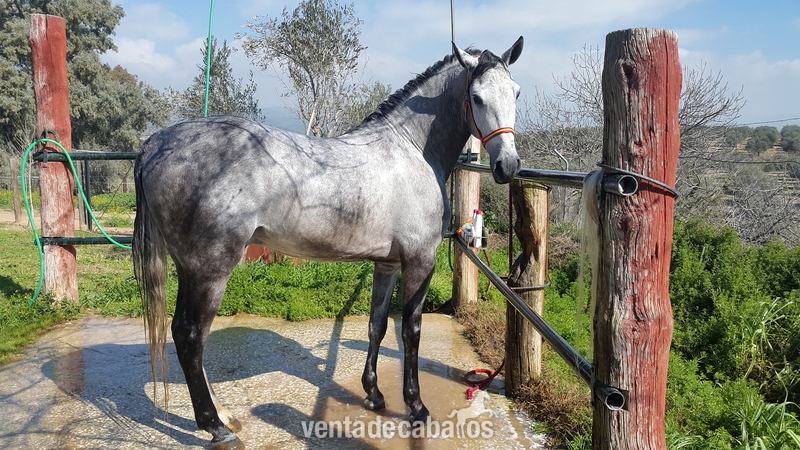 Caballo Hispano Árabe Hispano-Arabe - Potro Ha 50%