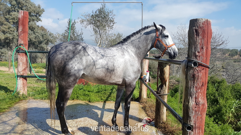 Potro Ha 50% - Caballo Hispano Árabe Hispano-Arabe