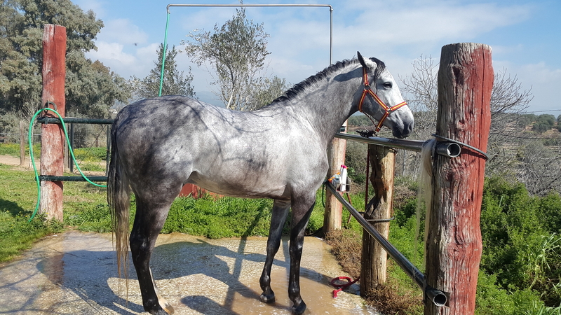 Potro Ha 50% - Caballo Hispano Árabe Hispano-Arabe