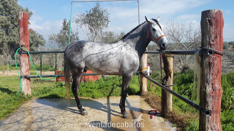 Potro Ha 50% - Hispano-Arabe