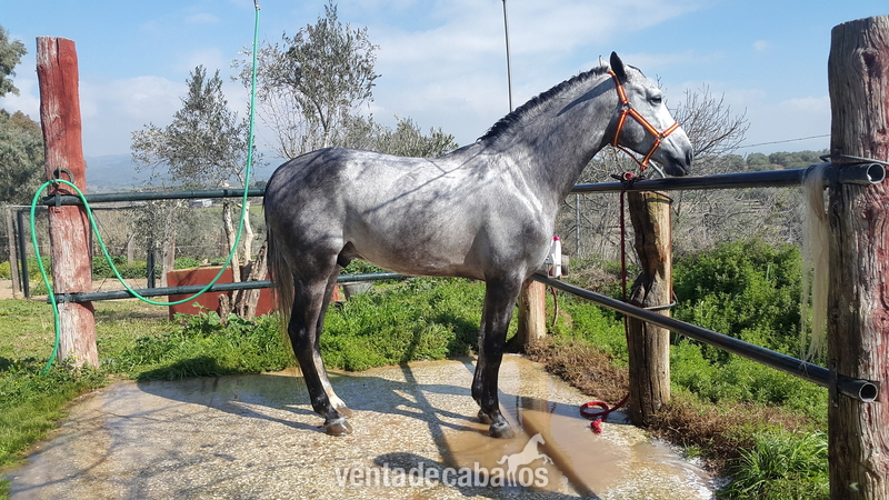 Potro Ha 50% - Caballo Hispano Árabe