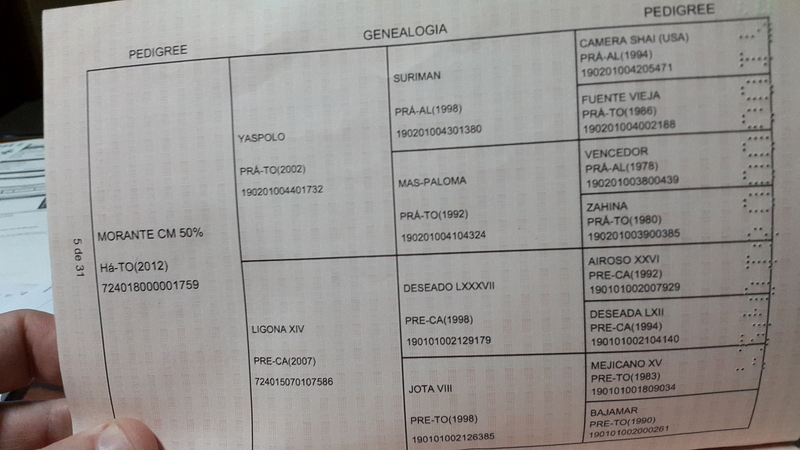Potro Ha 50%