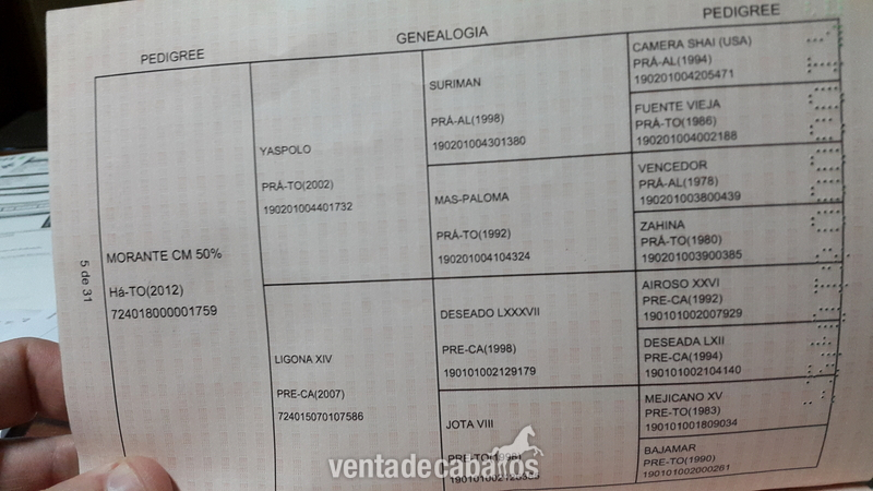 Potro Ha 50%