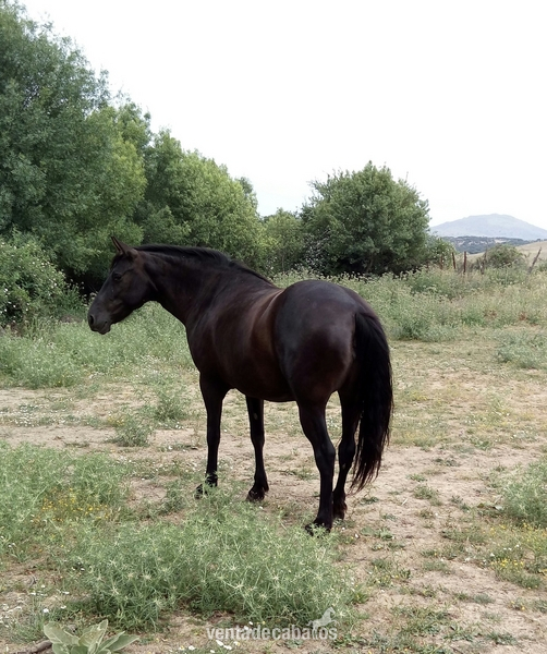 Venta de caballos PRE LUSITANOS Y CRUZADOS in 