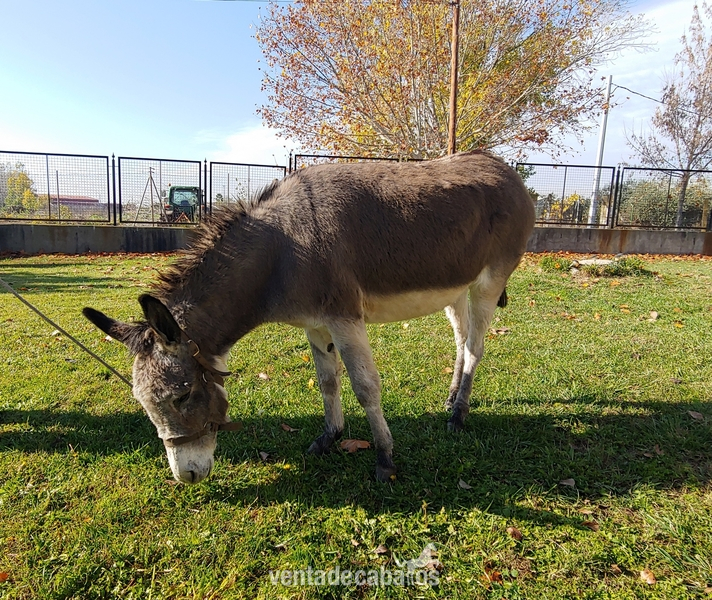 SE VENDE BURRA RAZA PEQUEÑA in 