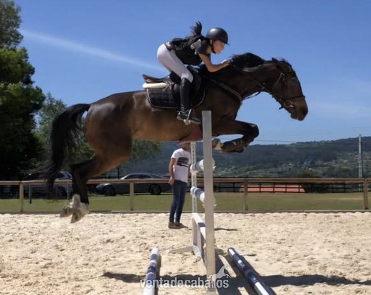 Caballo de Deporte Español (CDE)