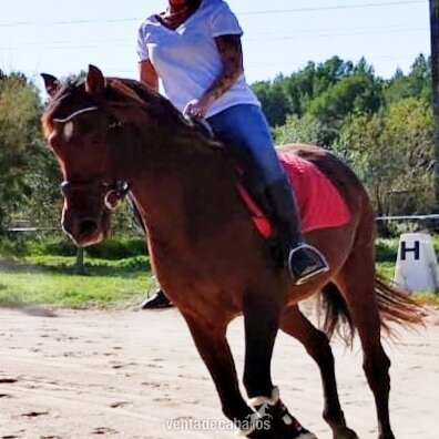 Caballo español , castrado  in 