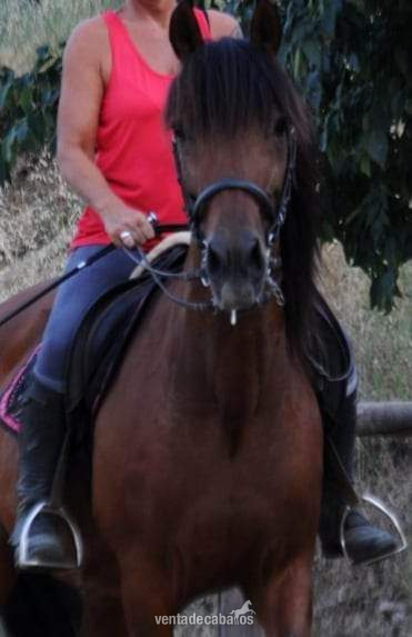 Caballos Capados Español cruzado  - Caballo español , castrado 