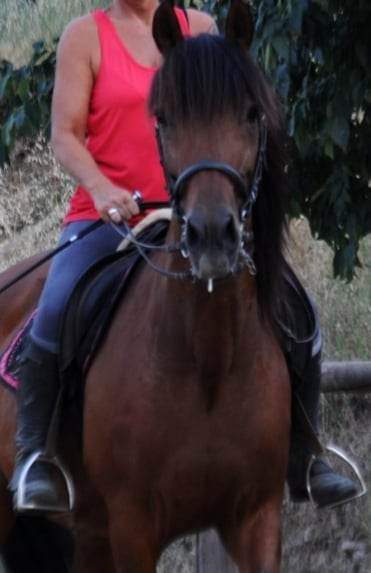 Caballos Capados Español cruzado  - Caballo español , castrado 
