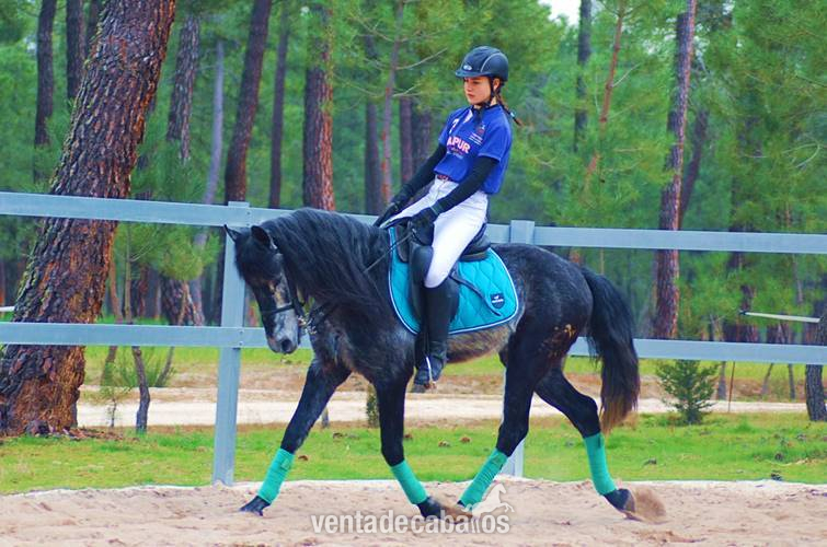 9YO GELDING PRE PONY, VERY HANDSOME in 