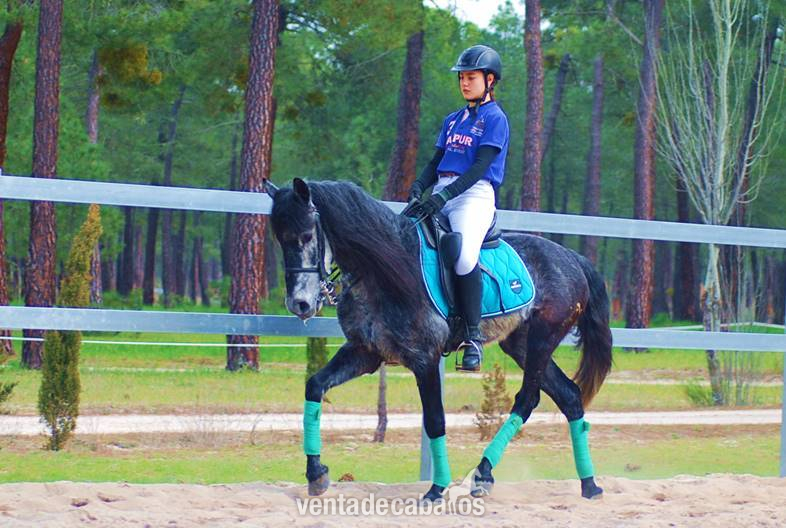 9YO GELDING PRE PONY, VERY HANDSOME - Caballos Pura Raza Española (P.R.E.) in 
