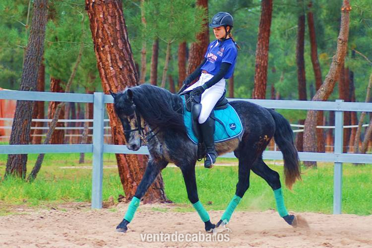 9YO GELDING PRE PONY, VERY HANDSOME - Caballos Pura Raza Española (P.R.E.)