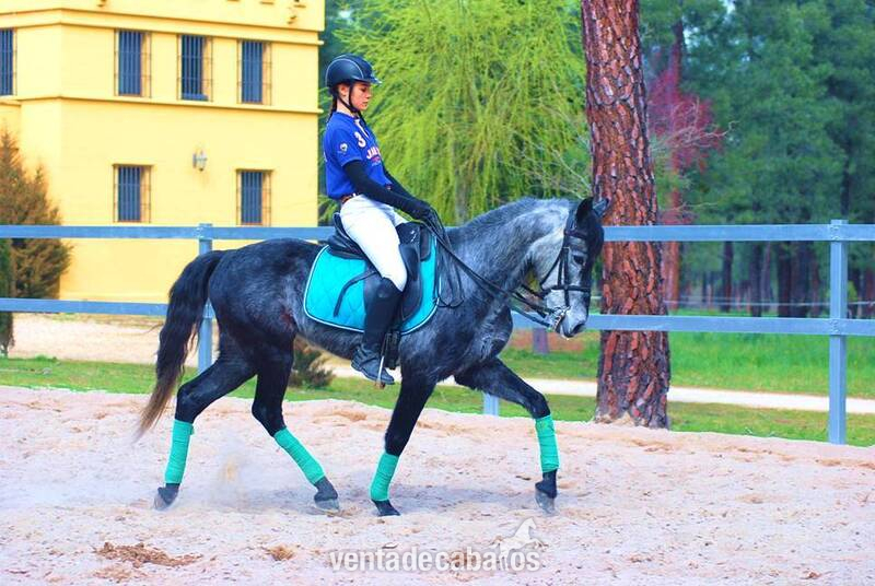 9YO GELDING PRE PONY, VERY HANDSOME 
