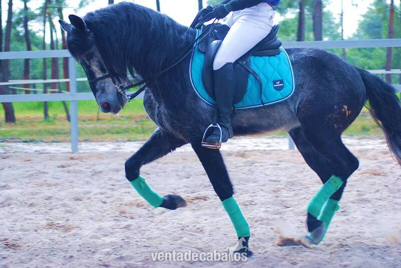 Caballos Pura Raza Española (P.R.E.) Pura Raza Española - 9YO GELDING PRE PONY, VERY HANDSOME