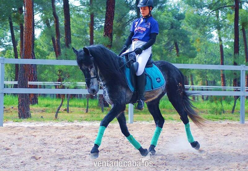 9YO GELDING PRE PONY, VERY HANDSOME - Caballos Pura Raza Española (P.R.E.) Pura Raza Española