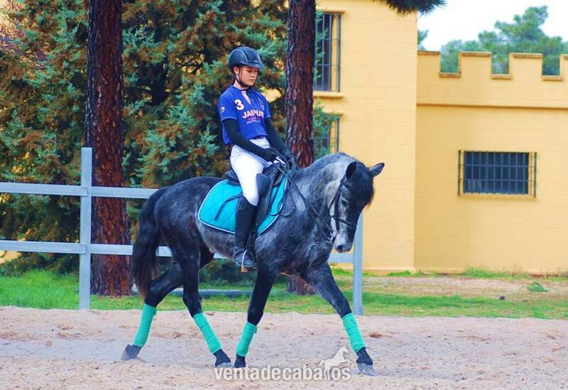 9YO GELDING PRE PONY, VERY HANDSOME - Pura Raza Española