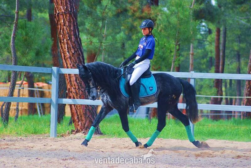 9YO GELDING PRE PONY, VERY HANDSOME - Caballos Pura Raza Española (P.R.E.)