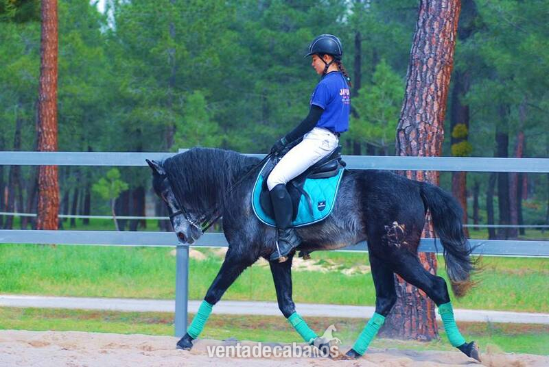 9YO GELDING PRE PONY, VERY HANDSOME