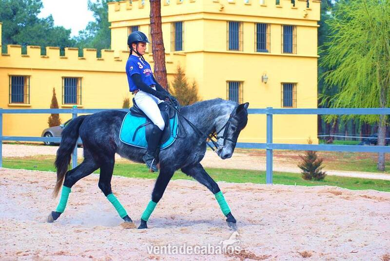  9YO GELDING PRE PONY, VERY HANDSOME