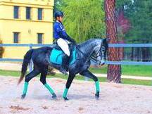 9YO GELDING PRE PONY, VERY HANDSOME