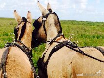 Mulo