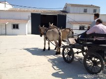 Mulo {TYPE}