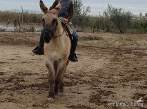 Caballos Pura Raza Española (P.R.E.) Mulo - tronco de mulos