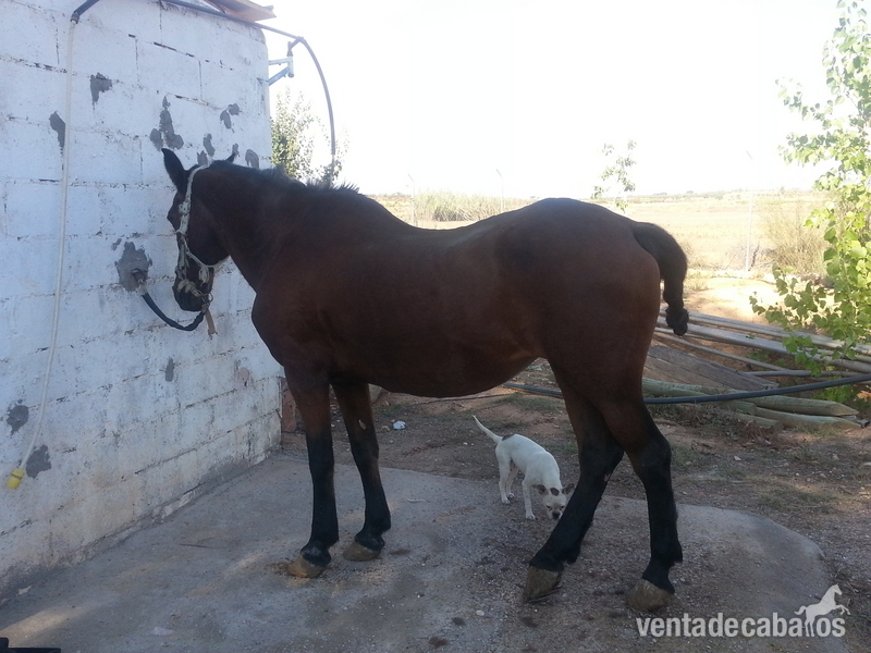 yegua cruzada barata in 