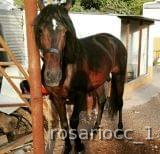 VENDO FANTASTICO CABALLO ESPAÑOL CON PAPELES EN REGLA in 