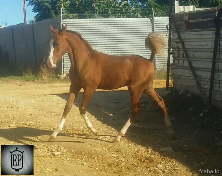 Potro alazan cuatralbo  in 