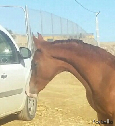 Hannoaveriano-arabe 