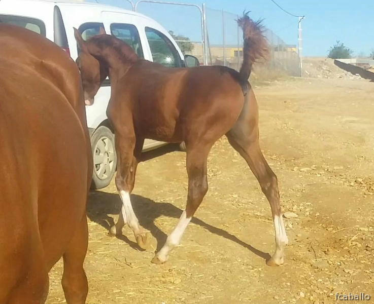Hannoaveriano-arabe  {TYPE}