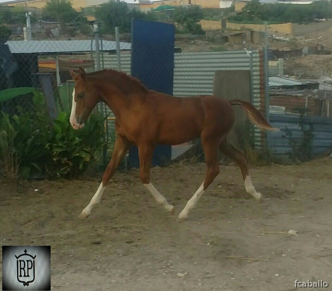 Potro alazan cuatralbo  - Potros Hannoaveriano-arabe 