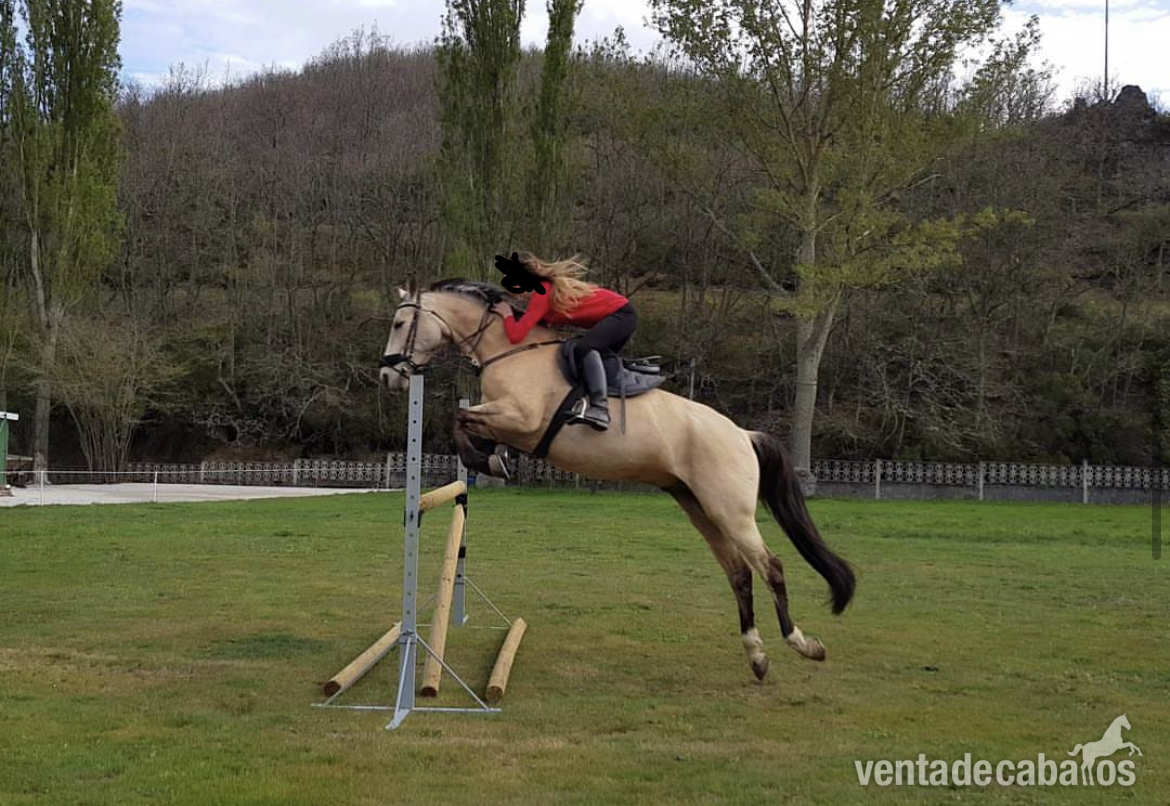 Caballo en venta in 