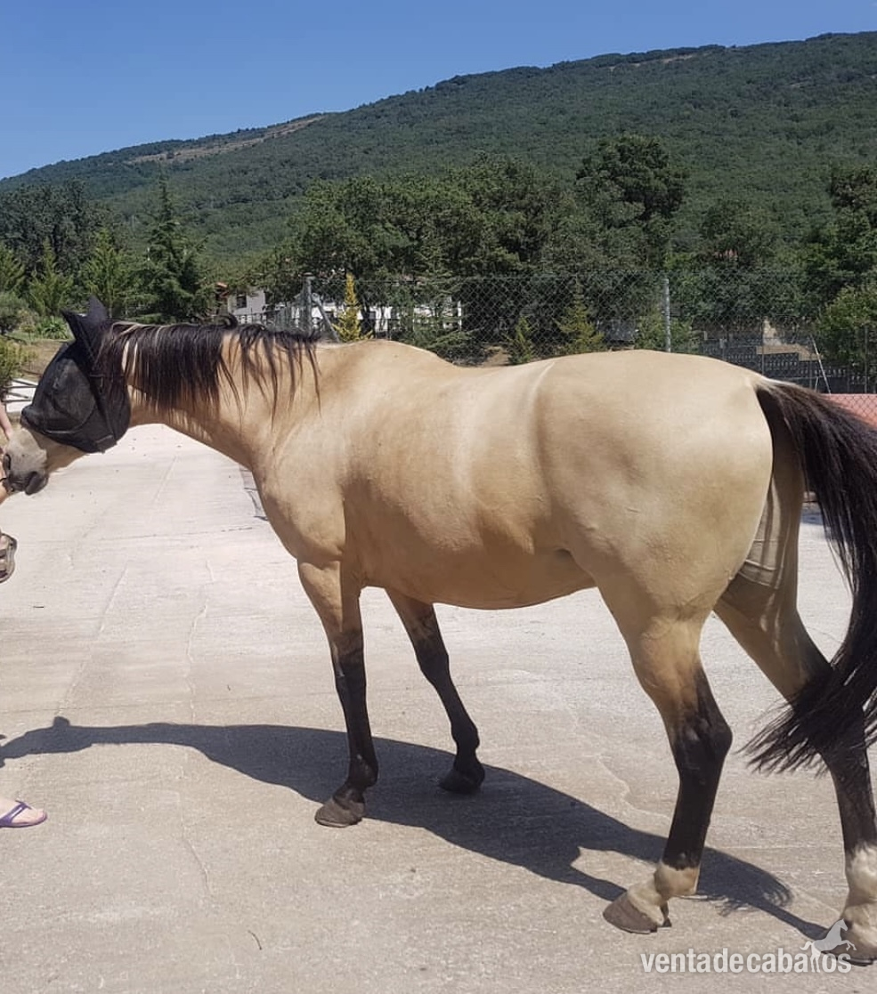 Caballo en venta - Caballos Capados EMPTY