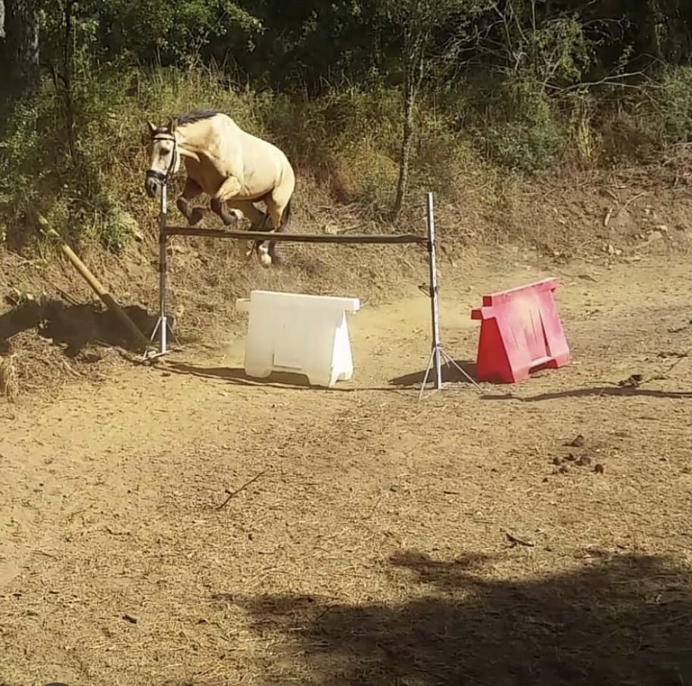 Caballo en venta - EMPTY