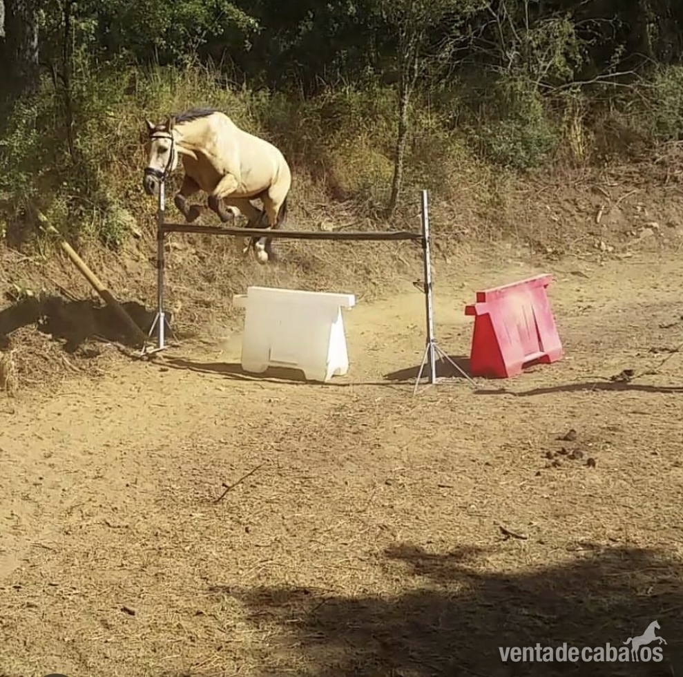 Caballo en venta - EMPTY