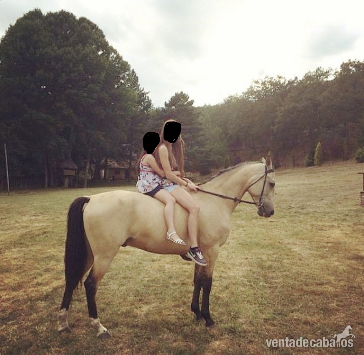 Caballo en venta - Caballos Capados