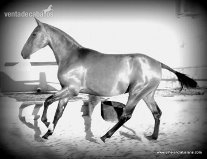 Caballos Pura Raza Española (P.R.E.) Pura Raza Española - en venta potra bohorquez
