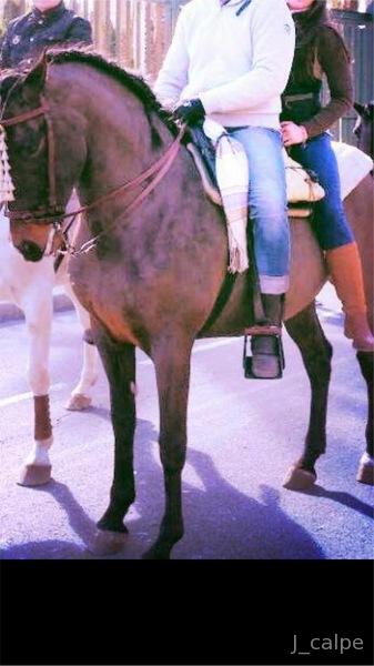 Caballos Pura Raza Española (P.R.E.) Pura Raza Española - Se vende pura raza española 