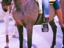 Se vende pura raza española