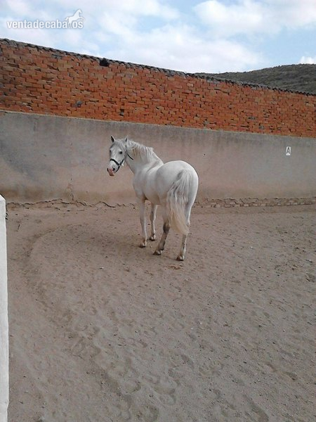 Caballo PRE tordo in 