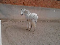 Caballo PRE tordo