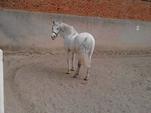 Caballo PRE tordo