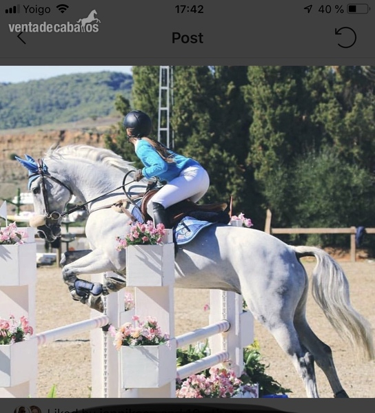 Caballo de salto/ allround en venta  in 
